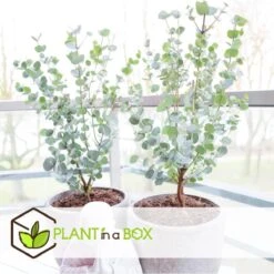 Plant In A Box - Eucalyptus Pulverulenta 'Baby Blue' - Set Van 2 - Pot 13cm - Hoogte 25-40cm -Tuinverzorgings Winkel 1200x1200 1743