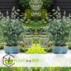 Plant In A Box - Eucalyptus Pulverulenta 'Baby Blue' - Set Van 2 - Pot 13cm - Hoogte 25-40cm -Tuinverzorgings Winkel 1200x1200 1745
