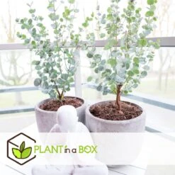 Plant In A Box - Eucalyptus Pulverulenta 'Baby Blue' - Set Van 2 - Pot 13cm - Hoogte 25-40cm -Tuinverzorgings Winkel 1200x1200 1746