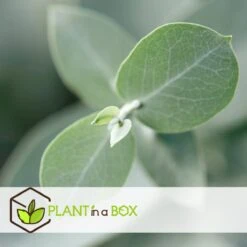 Plant In A Box - Eucalyptus Pulverulenta 'Baby Blue' - Set Van 2 - Pot 13cm - Hoogte 25-40cm -Tuinverzorgings Winkel 1200x1200 1747