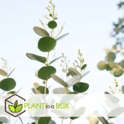 Plant In A Box - Eucalyptus Pulverulenta 'Baby Blue' - Set Van 2 - Pot 13cm - Hoogte 25-40cm -Tuinverzorgings Winkel 1200x1200 1748