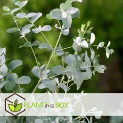 Plant In A Box - Eucalyptus Pulverulenta 'Baby Blue' - Set Van 2 - Pot 13cm - Hoogte 25-40cm -Tuinverzorgings Winkel 1200x1200 1751