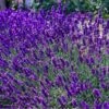 12 X Lavandula Angustifolia 'Dwarf Blue’ - Lavendel Pot 9 X 9 Cm -Tuinverzorgings Winkel 1200x1200 1754