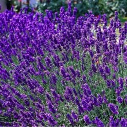 Tuinverzorgings Winkel 29 12 X Lavandula Angustifolia 'Dwarf Blue’ - Lavendel Pot 9 X 9 Cm
