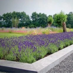 12 X Lavandula Angustifolia 'Dwarf Blue’ - Lavendel Pot 9 X 9 Cm -Tuinverzorgings Winkel 1200x1200 1755