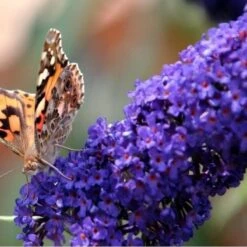 3 X Vlinderstruik Buddleja: Davidii 'Royal Red'/'White Profusion'/'Empire Blue' - Rood/Wit/Blauw, Meerjarig En Winterhard - Set Van 3 Vlinderstruiken / Vlinderplant | 3 X 1.5 Liter Potten - Aantrekkelijk Voor De Vlinder -Tuinverzorgings Winkel 1200x1200 1757