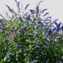 3 X Vlinderstruik Buddleja: Davidii 'Royal Red'/'White Profusion'/'Empire Blue' - Rood/Wit/Blauw, Meerjarig En Winterhard - Set Van 3 Vlinderstruiken / Vlinderplant | 3 X 1.5 Liter Potten - Aantrekkelijk Voor De Vlinder -Tuinverzorgings Winkel 1200x1200 1760