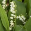 Lelietje-van-dalen - Convallaria Majalis | 10 Stuks | Geurende Plant | Tuinplant Geurend | Wortelstok | Snijbloem | Geurend | Verwilderend | Geschikt Voor In Pot | Winterhard | Wit | 100% Bloeigarantie | QFB Gardening -Tuinverzorgings Winkel 1200x1200 1765