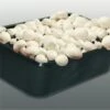 Kweekset Witte Champignons 3 L -Tuinverzorgings Winkel 1200x1200 1766