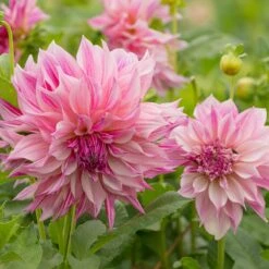 Dahlia Café Au Lait Royal | 1 Stuk | Dinnerplate Dahlia | Reuze Dahlia | Decoratieve Dahlia | Knol | Crème | Roze | Dahlia Knollen Van Top Kwaliteit | 100% Bloeigarantie | QFB Gardening -Tuinverzorgings Winkel 1200x1200 1768