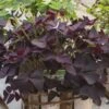 Geluksklaver - Oxalis Triangularis | 10 Stuks | Knol | Geschikt Voor In Pot | Winterhard | Wit | Bijzondere Zomerbloeier | 100% Bloeigarantie | QFB Gardening 2 Geluksklaver - Oxalis Triangularis | 10 Stuks | Knol | Geschikt Voor In Pot | Winterhard | Wit | Bijzondere Zomerbloeier | 100% Bloeigarantie | QFB Gardening -Tuinverzorgings Winkel 1200x1200 1770