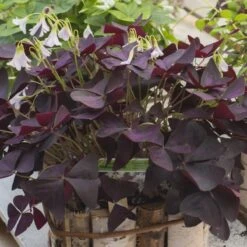 Geluksklaver - Oxalis Triangularis | 10 Stuks | Knol | Geschikt Voor In Pot | Winterhard | Wit | Bijzondere Zomerbloeier | 100% Bloeigarantie | QFB Gardening