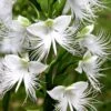 Habenaria Aoba | 5 Stuks | Knol | Geschikt Voor In Pot | Wit | Bijzondere Zomerbloeier | 100% Bloeigarantie | QFB Gardening -Tuinverzorgings Winkel 1200x1200 1771