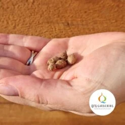 Habenaria Aoba | 5 Stuks | Knol | Geschikt Voor In Pot | Wit | Bijzondere Zomerbloeier | 100% Bloeigarantie | QFB Gardening 4 Habenaria Aoba | 5 Stuks | Knol | Geschikt Voor In Pot | Wit | Bijzondere Zomerbloeier | 100% Bloeigarantie | QFB Gardening -Tuinverzorgings Winkel 1200x1200 1773