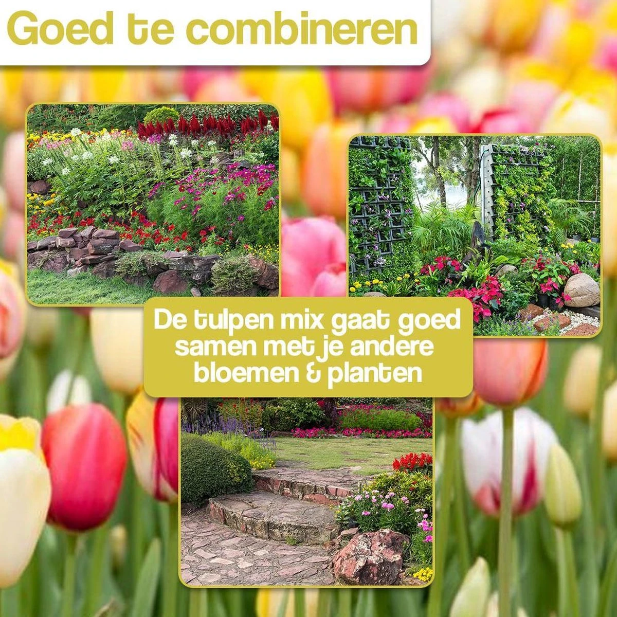 KH Bloembollen - 100 Tulpenbollen MIX XXL - Tuin - Tulpen - Bloemen KH Bloembollen - 100 Tulpenbollen MIX XXL - Tuin - Tulpen - Bloemen -Tuinverzorgings Winkel 1200x1200 1775
