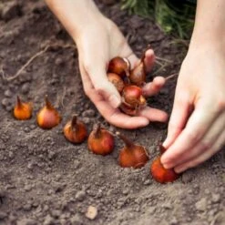 KH Bloembollen - 100 Tulpenbollen MIX XXL - Tuin - Tulpen - Bloemen 6 KH Bloembollen - 100 Tulpenbollen MIX XXL - Tuin - Tulpen - Bloemen -Tuinverzorgings Winkel 1200x1200 1778