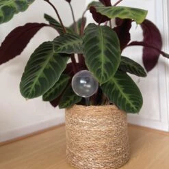 Merkloos JADI - Druppelsysteem - Waterdruppelaar Voor Uw Planten - Set Van 6 Stuks - 3 Grote & 3 Kleine - Transparante Waterbollen -Tuinverzorgings Winkel 1200x1200 1903