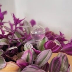 Merkloos JADI - Druppelsysteem - Waterdruppelaar Voor Uw Planten - Set Van 6 Stuks - 3 Grote & 3 Kleine - Transparante Waterbollen -Tuinverzorgings Winkel 1200x1200 1904