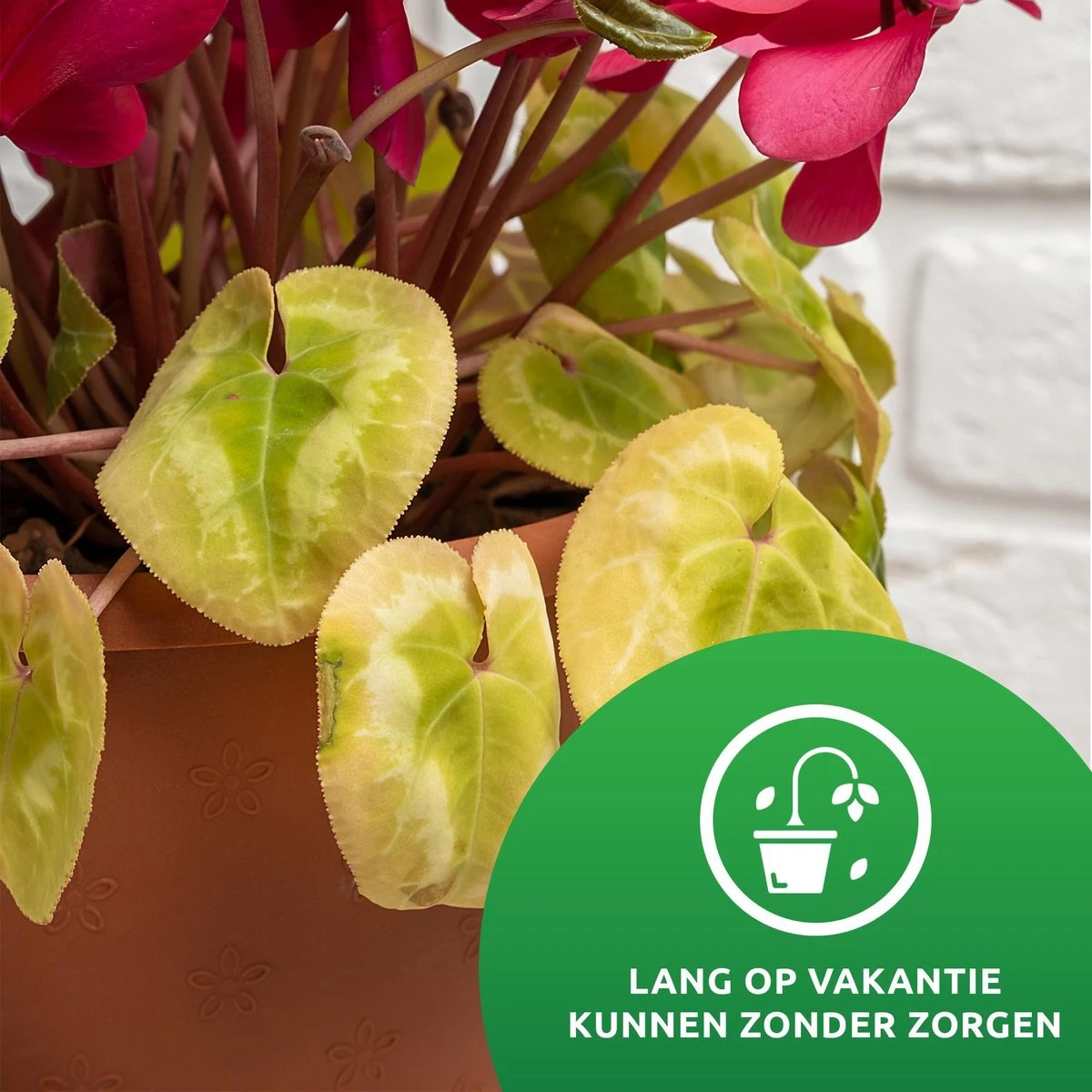 SKYARD® Waterdruppelaar Set van 10 – Watergeefsysteem geschikt Binnen (Kamerplanten) en Buiten – Bewateringssysteem met Instelbare Druppelsnelheid - Irrigatiesysteem - Planten Watergever - Waterbol SKYARD® Waterdruppelaar Set Van 10 – Watergeefsysteem Geschikt Binnen (Kamerplanten) En Buiten – Bewateringssysteem Met Instelbare Druppelsnelheid - Irrigatiesysteem - Planten Watergever - Waterbol -Tuinverzorgings Winkel 1200x1200 1980