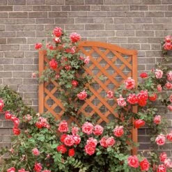 Relaxdays Plantenbak Met Klimrek - Bloembak Trellis - Rankhulp Hout - Voor Klimplanten 4 Relaxdays Plantenbak Met Klimrek - Bloembak Trellis - Rankhulp Hout - Voor Klimplanten -Tuinverzorgings Winkel 1200x1200 2294