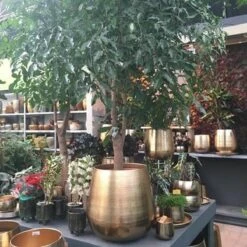 Gina Da Bloempot Karakter Goud - XL 6 Gina Da Bloempot Karakter Goud - XL -Tuinverzorgings Winkel 1200x1200 2372