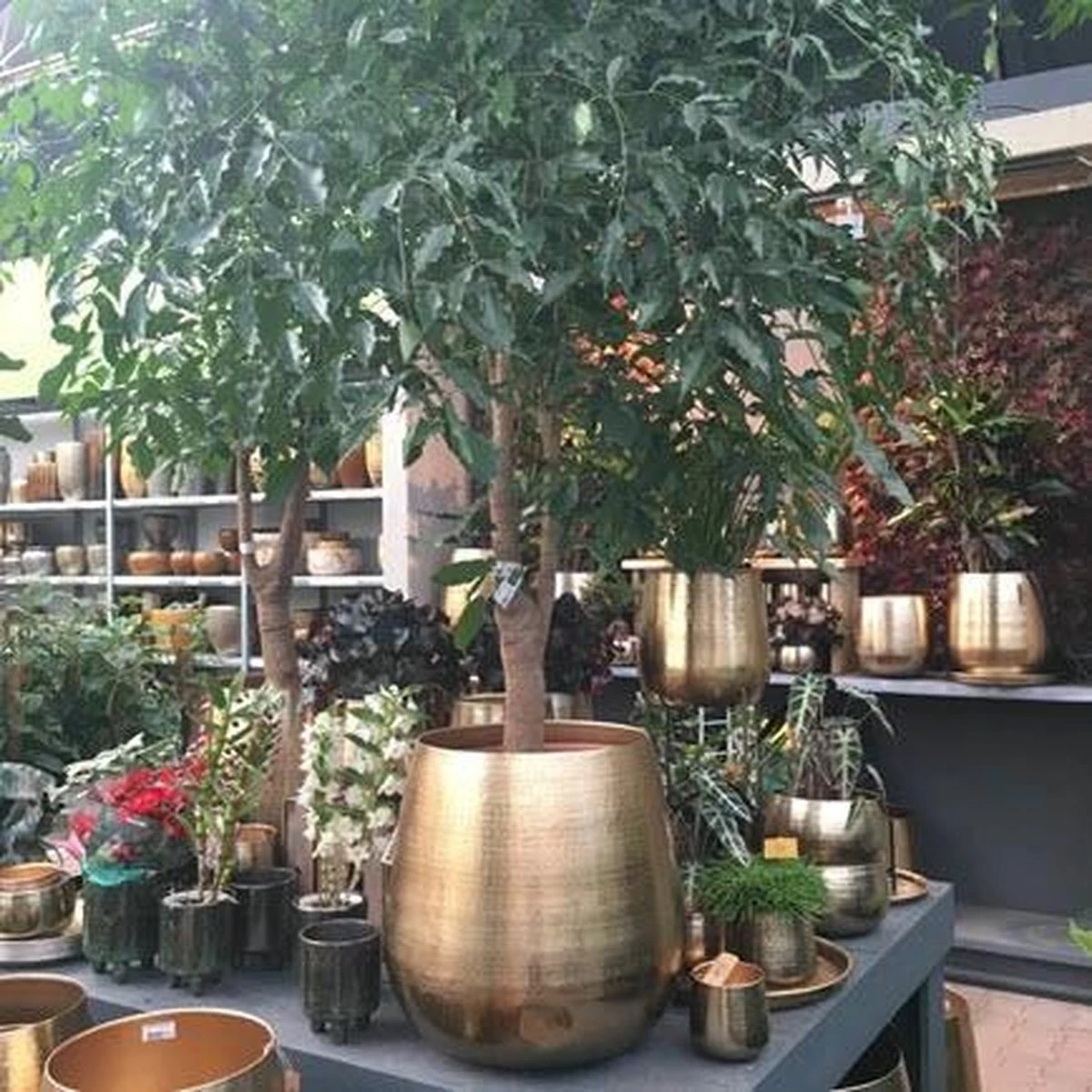 Gina Da bloempot Karakter goud - XL Gina Da Bloempot Karakter Goud - XL -Tuinverzorgings Winkel 1200x1200 2372