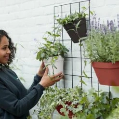 Elho Loft Urban Green Wall Rek 48 - Accessoires Voor Buiten - Ø 47.3 X H 59.0 Cm - Zwart/Living Black -Tuinverzorgings Winkel 1200x1200 2396