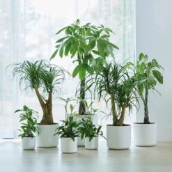 Elho B.for Soft Rond 30 - Bloempot Voor Binnen - Ø 29.5 X H 27.6 Cm - Wit -Tuinverzorgings Winkel 1200x1200 2466