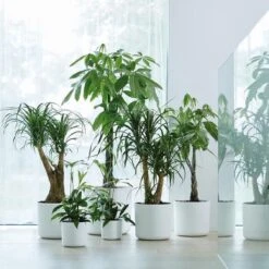 Elho B.for Soft Rond 30 - Bloempot Voor Binnen - Ø 29.5 X H 27.6 Cm - Wit -Tuinverzorgings Winkel 1200x1200 2467