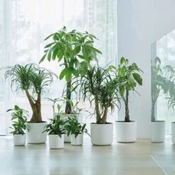 Elho B.for Soft Rond 30 - Bloempot Voor Binnen - Ø 29.5 X H 27.6 Cm - Wit -Tuinverzorgings Winkel 1200x1200 2469