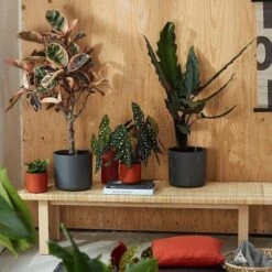 Elho B.for Soft Rond 22 - Bloempot Voor Binnen - Ø 22.3 X H 20.4 Cm - Zwart/Antraciet 4 Elho B.for Soft Rond 22 - Bloempot Voor Binnen - Ø 22.3 X H 20.4 Cm - Zwart/Antraciet -Tuinverzorgings Winkel 1200x1200 2478