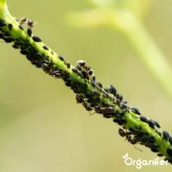 Diatomeeënaarde – 100% Zuiver – Ultra Fijn Poeder (25 Liter Zak – 10 Kg) - Organifer -Tuinverzorgings Winkel 1200x1200 794