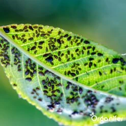 Diatomeeënaarde – 100% Zuiver – Ultra Fijn Poeder (25 Liter Zak – 10 Kg) - Organifer -Tuinverzorgings Winkel 1200x1200 795