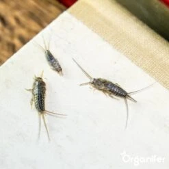 Diatomeeënaarde – 100% Zuiver – Ultra Fijn Poeder (25 Liter Zak – 10 Kg) - Organifer -Tuinverzorgings Winkel 1200x1200 796