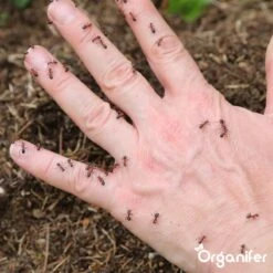 Diatomeeënaarde – 100% Zuiver – Ultra Fijn Poeder (25 Liter Zak – 10 Kg) - Organifer -Tuinverzorgings Winkel 1200x1200 797