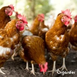 Diatomeeënaarde – 100% Zuiver – Ultra Fijn Poeder (25 Liter Zak – 10 Kg) - Organifer -Tuinverzorgings Winkel 1200x1200 799