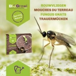 Stenema 100m² | Aaltjes Tegen Rouwvliegjes | Tegen Larven Van Rouwvliegen | Rouwvliegjes Bestrijden | Varenrouwmuggen | In Planten | 100% Natuurlijke Biologische Bestrijding -Tuinverzorgings Winkel 1200x1200 885