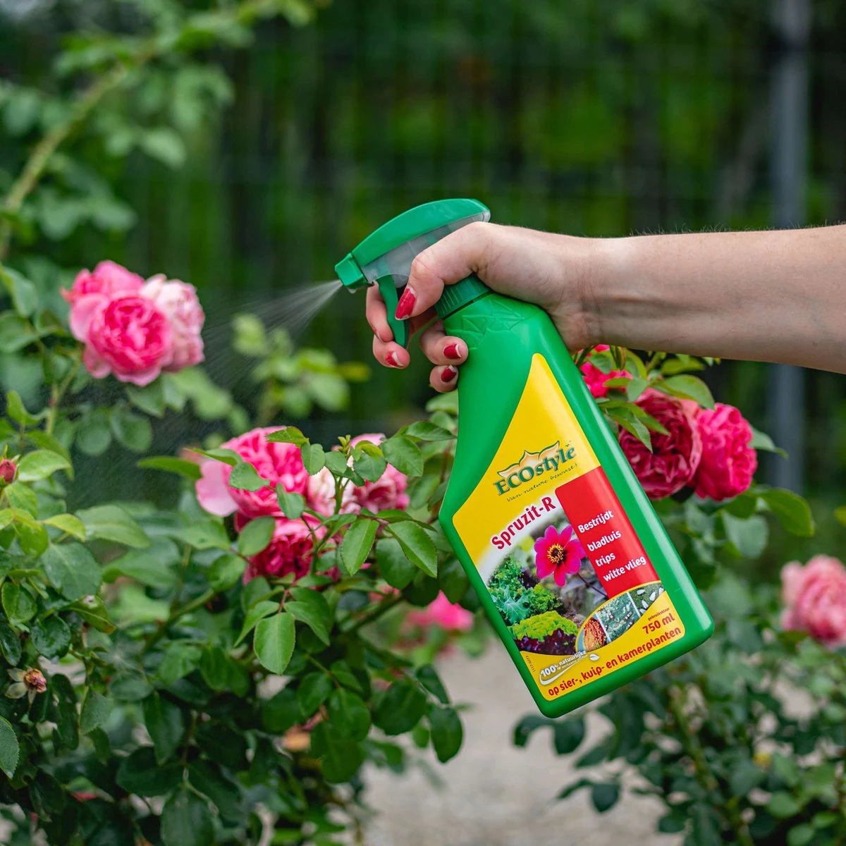 ECOstyle Spruzit-R Insecten Bestrijdingsmiddel Spray - Bladluis, Trips, Witte Vlieg - 100% Plantaardig - Binnen & Buiten - Gebruiksklaar - 750 ML ECOstyle Spruzit-R Insecten Bestrijdingsmiddel Spray - Bladluis, Trips, Witte Vlieg - 100% Plantaardig - Binnen & Buiten - Gebruiksklaar - 750 ML -Tuinverzorgings Winkel 1200x1200 890