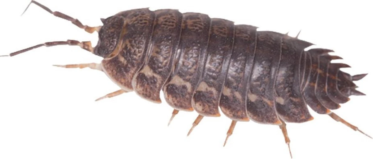 HGX spray tegen kruipend ongedierte - 12910N - 400ml - zeer krachtig middel - vlekvrij - werkt tot 6 weken HGX Spray Tegen Kruipend Ongedierte - 12910N - 400ml - Zeer Krachtig Middel - Vlekvrij - Werkt Tot 6 Weken -Tuinverzorgings Winkel 1200x512 1