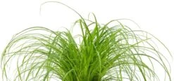 Merkloos ZynesFlora - Cyperus - Kattengras - 2 Stuks - Ø 12 Cm - Hoogte: 25-30 Cm - Kamerplant -Tuinverzorgings Winkel 1200x558 1