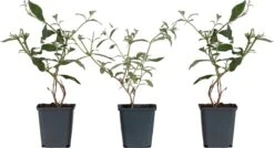 WL Plants - Mix Van 3 - Buddleja Davidii - 'Pink Delight' - 'Nanho Blue' - 'White Profusion' - Roze, Wit En Blauw - Vlinderstruik - Winterhard - Tuinplanten - ± 25cm Hoog - 9cm Diameter - In Kweekpot 7 WL Plants - Mix Van 3 - Buddleja Davidii - 'Pink Delight' - 'Nanho Blue' - 'White Profusion' - Roze, Wit En Blauw - Vlinderstruik - Winterhard - Tuinplanten - ± 25cm Hoog - 9cm Diameter - In Kweekpot -Tuinverzorgings Winkel 1200x651 4