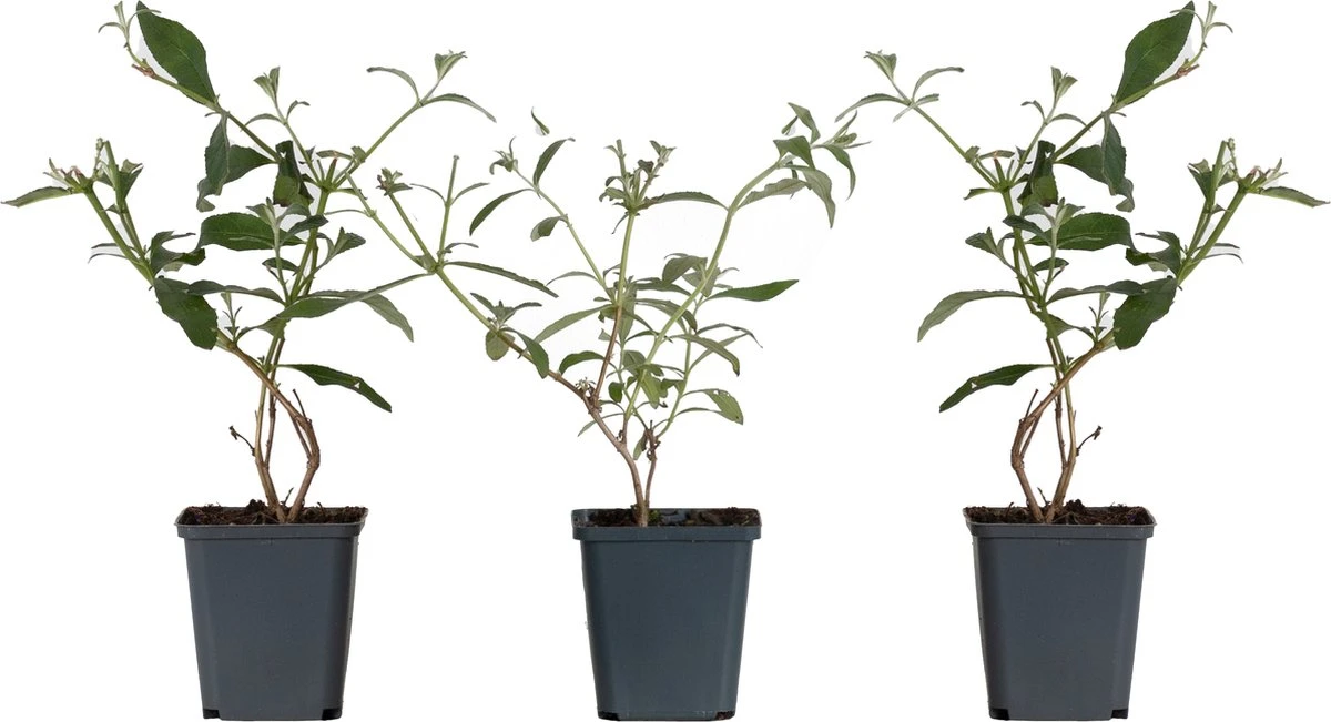 WL Plants - Mix van 3 - Buddleja Davidii - 'Pink Delight' - 'Nanho Blue' - 'White Profusion' - Roze, Wit en Blauw - Vlinderstruik - Winterhard - Tuinplanten - ± 25cm hoog - 9cm diameter - in Kweekpot WL Plants - Mix Van 3 - Buddleja Davidii - 'Pink Delight' - 'Nanho Blue' - 'White Profusion' - Roze, Wit En Blauw - Vlinderstruik - Winterhard - Tuinplanten - ± 25cm Hoog - 9cm Diameter - In Kweekpot -Tuinverzorgings Winkel 1200x651 4
