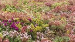 Covergreen Kant-en-klare Sedum Plantenmat 3 Covergreen Kant-en-klare Sedum Plantenmat -Tuinverzorgings Winkel 1200x673