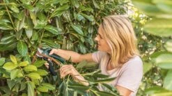 Bosch EasyPrune Accu Snoeischaar - 3.6 V Accu - USB -Tuinverzorgings Winkel 1200x675 20