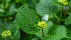 ECOstyle Promanal-R Spray Gebruiksklaar - Insecten Bestrijdingsmiddel Voor Spint, Wolluis En Dopluis - Binnens- En Buitenshuis- 100% Plantaardig - 500 ML -Tuinverzorgings Winkel 1200x675 35