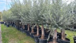 Olijfboom 200 Cm Hoog - Oude Olijfboom - Olea Europea -Tuinverzorgings Winkel 1200x675 40