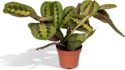 Maranta Fascinator - Pijlwortel - 20cm