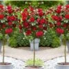 Stamrozen ROOD XXL X 3 - Winterharde Roos - Buitenplant - 120-140 Cm