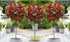Stamrozen ROOD XXL X 3 - Winterharde Roos - Buitenplant - 120-140 Cm