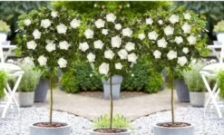 Stamrozen 3x XXL - Buitenplant - Grootbloemig - OH2 - Winterhard - Heerlijke Geur - Wit- Stamrozen 120-140 Cm -Tuinverzorgings Winkel 1200x726